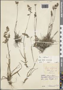 Poa alpina L., Caucasus, North Ossetia, Ingushetia & Chechnya (K1c) (Russia)