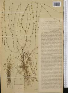 Cruciata pedemontana (Bellardi) Ehrend., Western Europe (EUR) (Italy)