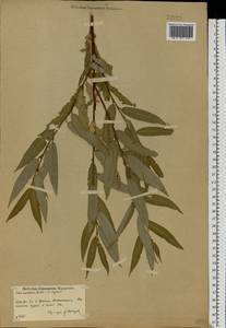 Salix acutifolia × rosmarinifolia, Eastern Europe, Central region (E4) (Russia)