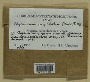 Plagiomnium cuspidatum (Hedw.) T.J. Kop., Bryophytes, Bryophytes - Moscow City & Moscow Oblast (B6a) (Russia)