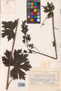 Aconitum lycoctonum subsp. moldavicum (Hacq.) Jalas, Eastern Europe (no precise locality) (E0)