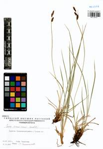 Carex erawinensis Korotky, Siberia, Baikal & Transbaikal region (S4) (Russia)