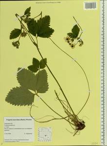 Fragaria moschata Duchesne, Eastern Europe, North-Western region (E2) (Russia)