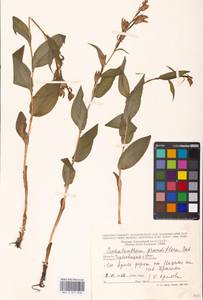Cephalanthera damasonium (Mill.) Druce, Eastern Europe, West Ukrainian region (E13) (Ukraine)