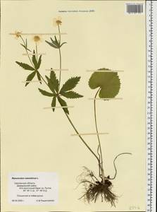 Ranunculus cassubicus L., Eastern Europe, Western region (E3) (Russia)