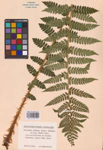 Polystichum braunii (Spenn.) Fée, Eastern Europe, Central region (E4) (Russia)