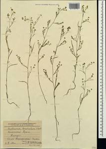 Bupleurum brachiatum C. Koch ex Boiss., Crimea (KRYM) (Russia)