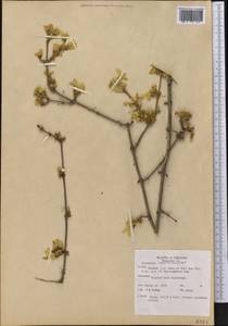 Forsythia suspensa (Thunb.) Vahl, America (AMER) (United States)