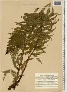 Polystichum setiferum (Forssk.) Moore ex Woyn., Caucasus, Black Sea Shore (from Novorossiysk to Adler) (K3) (Russia)