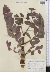 Euphorbia ferganensis B.Fedtsch., Middle Asia, Western Tian Shan & Karatau (M3) (Kyrgyzstan)