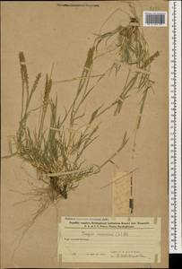 Tragus racemosus (L.) All., Caucasus, Azerbaijan (K6) (Azerbaijan)