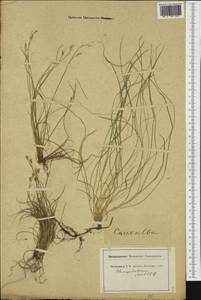 Carex alba Scop., Western Europe (EUR) (Switzerland)