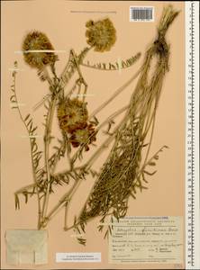 Astragalus macrocephalus subsp. finitimus (Boiss.) Chamberlain, Caucasus, Armenia (K5) (Armenia)