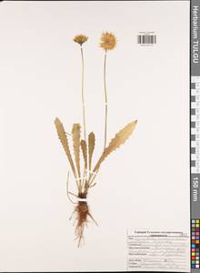 Leontodon hispidus L., Eastern Europe, Central region (E4) (Russia)