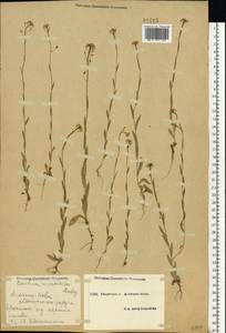 Camelina microcarpa Andrz. ex DC., Eastern Europe, South Ukrainian region (E12) (Ukraine)