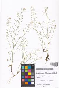 Arabidopsis thaliana (L.) Heynh., Eastern Europe, Moscow region (E4a) (Russia)