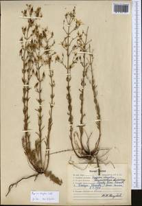 Hypericum elongatum, Middle Asia, Western Tian Shan & Karatau (M3) (Kazakhstan)