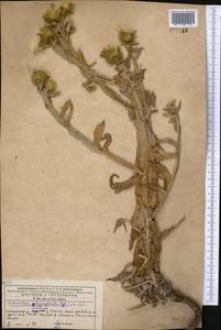 Cousinia leiocephala (Regel) Juz., Middle Asia, Western Tian Shan & Karatau (M3) (Kyrgyzstan)