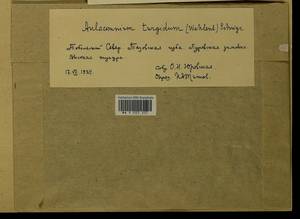 Aulacomnium turgidum (Wahlenb.) Schwägr., Bryophytes, Bryophytes - Western Siberia (including Altai) (B15) (Russia)