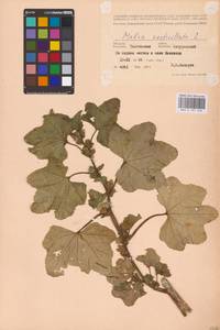 Malva verticillata L., Eastern Europe, Central forest-and-steppe region (E6) (Russia)