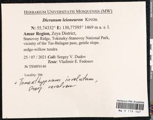 Dicranum leioneuron Kindb., Bryophytes, Bryophytes - Russian Far East (excl. Chukotka & Kamchatka) (B20) (Russia)