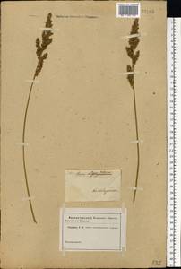 Carex vulpina L., Eastern Europe (no precise locality) (E0) (Not classified)