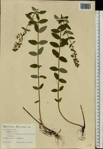 Hypericum hirsutum L., Eastern Europe, Middle Volga region (E8) (Russia)