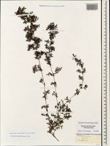 Galium humifusum M.Bieb., Caucasus, Black Sea Shore (from Novorossiysk to Adler) (K3) (Russia)