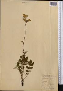 Filipendula ulmaria (L.) Maxim., Middle Asia, Northern & Central Kazakhstan (M10) (Kazakhstan)
