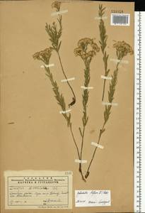 Galatella biflora (L.) Nees, Eastern Europe, Eastern region (E10) (Russia)