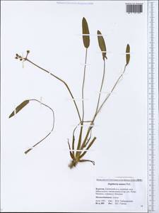 Sagittaria natans Pall., Siberia, Baikal & Transbaikal region (S4) (Russia)