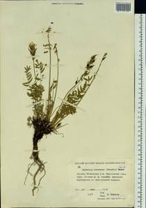 Oxytropis adamsiana (Trautv.)Jurtzev, Siberia, Yakutia (S5) (Russia)