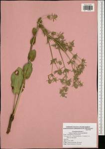 Eryngium planum L., Eastern Europe, Central region (E4) (Russia)