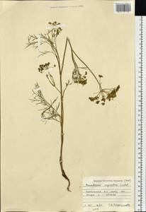 Peucedanum vaginatum Ledeb., Siberia, Altai & Sayany Mountains (S2) (Russia)