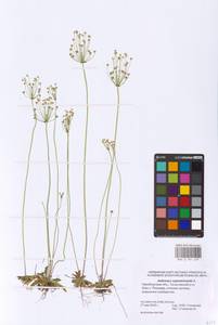 Androsace septentrionalis L., Eastern Europe, Eastern region (E10) (Russia)