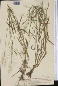 Panicum dichotomum L., America (AMER) (United States)