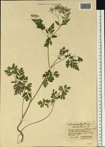 Chaerophyllum temulum L., Eastern Europe, South Ukrainian region (E12) (Ukraine)