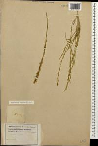Rapistrum rugosum (L.) All., Caucasus (no precise locality) (K0)