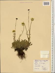 Anthemis cretica subsp. iberica (M. Bieb.) Grierson, Caucasus, Stavropol Krai, Karachay-Cherkessia & Kabardino-Balkaria (K1b) (Russia)