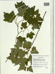 Ribes nigrum L., Siberia, Baikal & Transbaikal region (S4) (Russia)