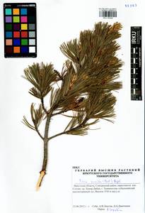 Pinus pumila (Parl.) Regel, Siberia, Baikal & Transbaikal region (S4) (Russia)