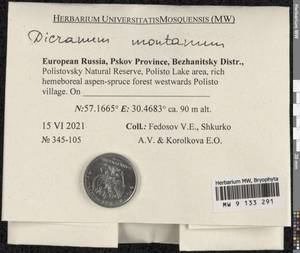 Orthodicranum montanum (Hedw.) Loeske, Bryophytes, Bryophytes - Novgorod & Pskov Oblasts (B5) (Russia)