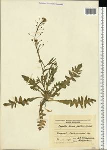 Capsella bursa-pastoris (L.) Medik., Eastern Europe, Moldova (E13a) (Moldova)