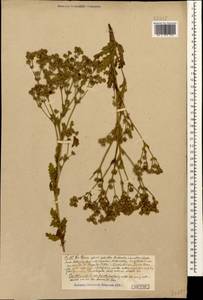 Potentilla recta subsp. obscura (Willd.) Arcang., Caucasus (no precise locality) (K0)