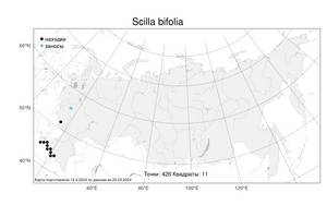 Scilla bifolia L., Atlas of the Russian Flora (FLORUS) (Russia)