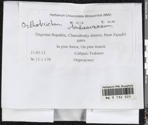 Lewinskya vladikavkana (Venturi) F. Lara, Garilleti & Goffinet, Bryophytes, Bryophytes - North Caucasus & Ciscaucasia (B12) (Russia)