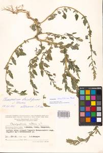 Chenopodium striatiforme Murr, Eastern Europe, Moscow region (E4a) (Russia)