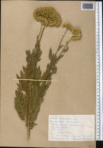 Achillea filipendulina Lam., Middle Asia, Pamir & Pamiro-Alai (M2) (Tajikistan)