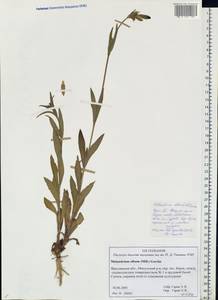 Silene latifolia subsp. alba (Miller) Greuter & Burdet, Eastern Europe, Central forest region (E5) (Russia)