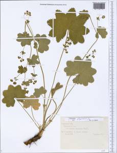 Alchemilla glyphodonta Juz., Eastern Europe, Central forest region (E5) (Russia)